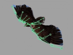 eagle rigged animated 3D 模型
