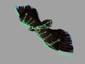 aquila truccata animata Modello 3D