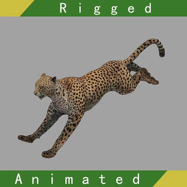 cheetah rigged animated 3D Model .c4d .max .obj .3ds .fbx .stl .blend 