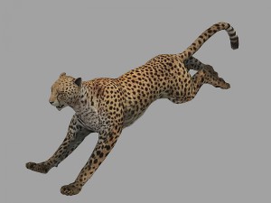 cheetah rigged animated 3D Model