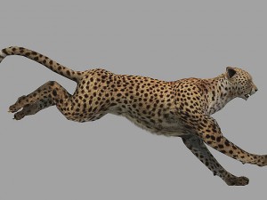 cheetah rigged animated 3D Модель