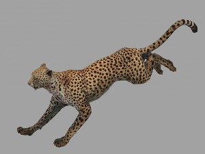cheetah rigged animated 3D Модель