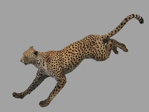 cheetah rigged animated 3D Model