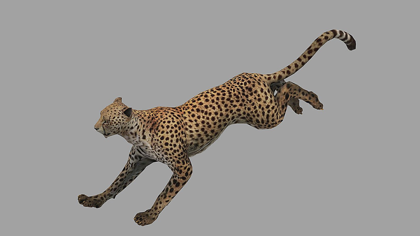 cheetah rigged animated 3D Model in Wildlife 3DExport