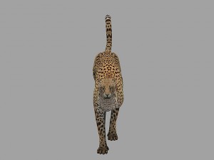 cheetah rigged animated 3D Модель