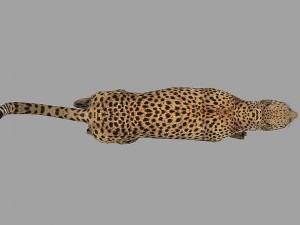 cheetah rigged animated 3D Модель