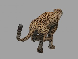 cheetah rigged animated 3D Модель