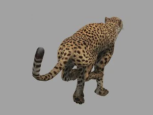 cheetah rigged animated 3D Model