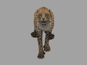 cheetah rigged animated 3D Модель