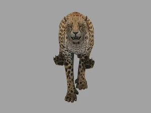 cheetah rigged animated 3D Model