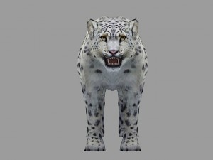 snow leopard rigged animated Model 3D