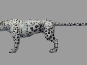 snow leopard rigged animated Model 3D