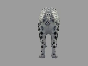 snow leopard rigged animated 3D Model