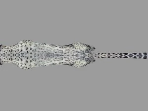 snow leopard rigged animated 3D Model