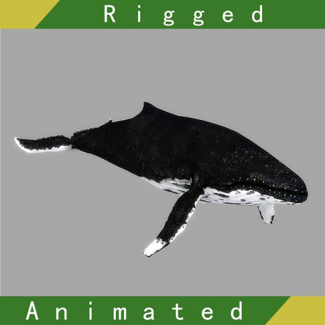 whale rigged animated Modelo 3D .c4d .max .obj .3ds .fbx .stl .blend 
