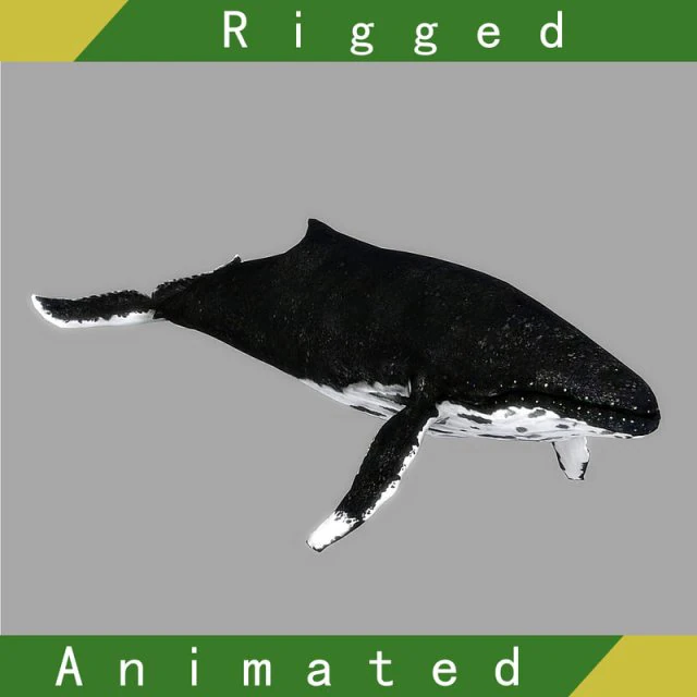 whale rigged animated 3D Model .c4d .max .obj .3ds .fbx .stl .blend