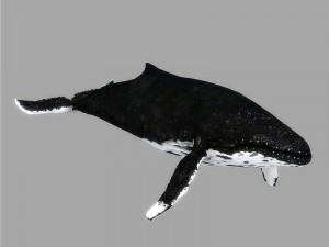 whale rigged animated 3D Model