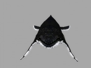whale rigged animated Modelo 3D