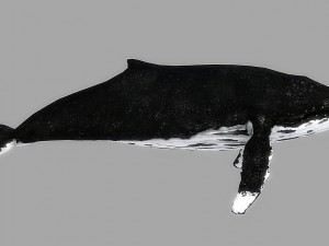 whale rigged animated Modelo 3D