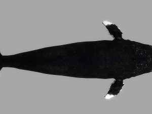 whale rigged animated Modelo 3D