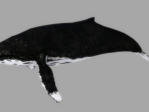 whale rigged animated Modelo 3D