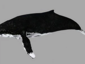 whale rigged animated 3D Model
