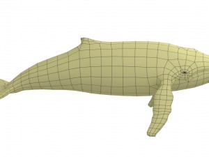 whale rigged animated Modelo 3D