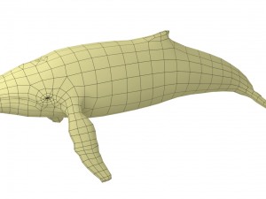 whale rigged animated Modelo 3D
