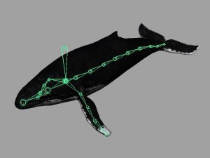 whale rigged animated Modelo 3D