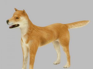 akita dog rigged 3D Model