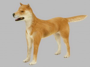 akita dog rigged 3D 모델