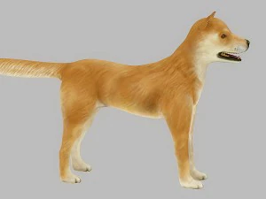 akita dog rigged 3D Model