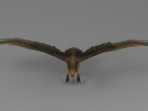 eagle rigged animated 01 3D Model