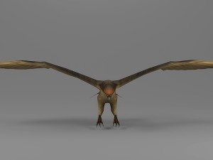 eagle rigged animated 01 3D Model