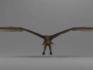 eagle rigged animated 01 3D Model