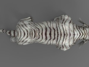 tiger rigged animated Modello 3D