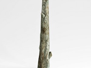 tree trunk 3D-Modell