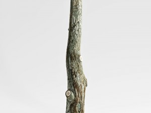tree trunk 3D-Modell