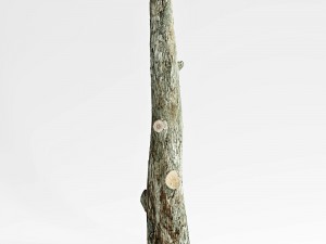 tree trunk 3D-Modell