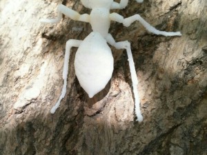 ant Modelo de Impressão 3D