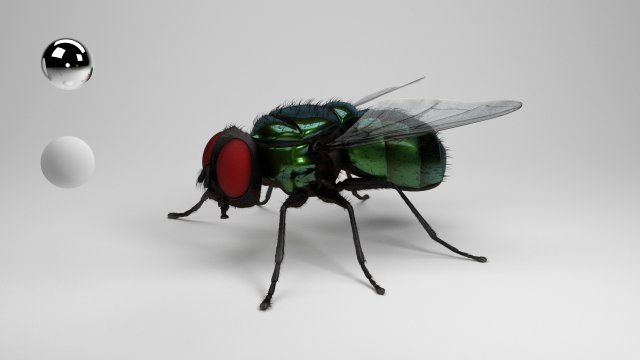 housefly 3D 模型 .c4d .max .obj .3ds .fbx .stl .blend 