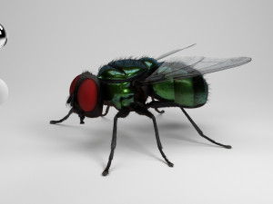 housefly 3Dモデル