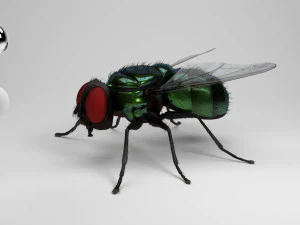 housefly 3D Model