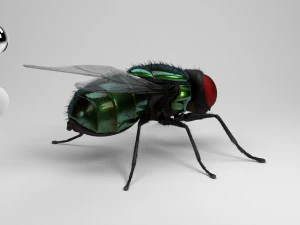 housefly 3D Model