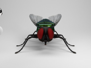 housefly 3D 模型