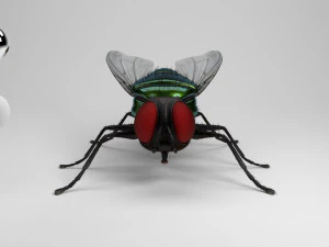 housefly 3D Model