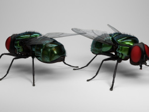 housefly 3D 模型