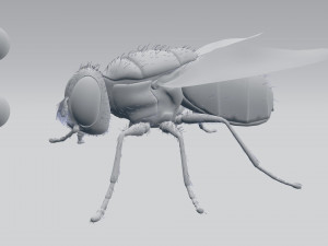housefly 3D 模型