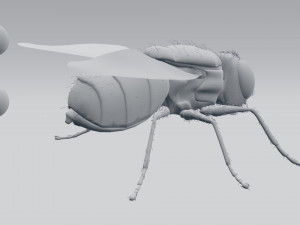 housefly 3D 模型