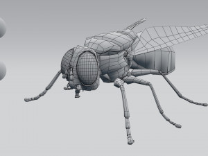 housefly 3D 模型